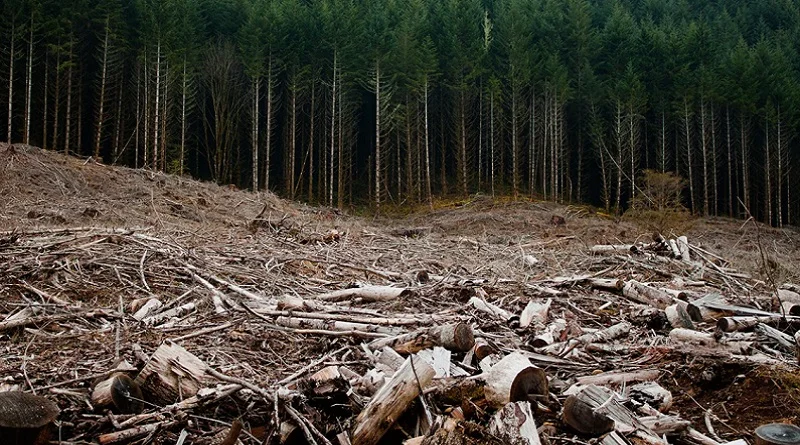 VMD skaidro 377 gadus vecas priedes nociršanu Rucavas pusē