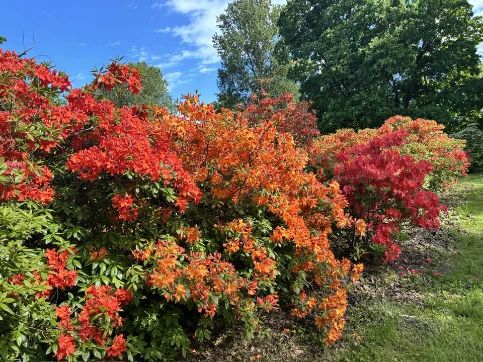 LU Botāniskajā dārzā sākusies krāšņā rododendru ziedēšanas sezona