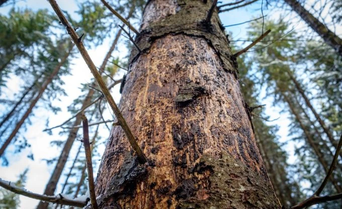 Vairākos Latvijas novados saglabājas augsts mizgraužu risks