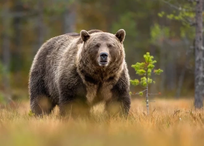 Pēc incidenta Jēkabpilī lācis manīts Kokneses un Staburaga pusē