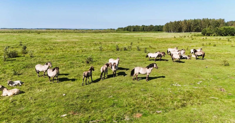 Papes dabas parkā atjaunota savvaļas dzīvnieku tiešraide