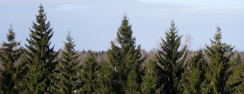 Latvijas valsts mežos pavasarī iestādīti 29 miljoni jaunu koku