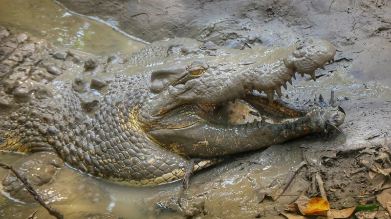 Anglijā vīrietis zoodārzā iemetis bērnu krokodilu aplokā