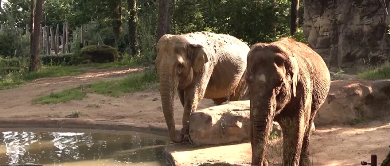 Svelme ietekmē zoodārzus: dzīvnieki un apmeklētāji maina ritmu