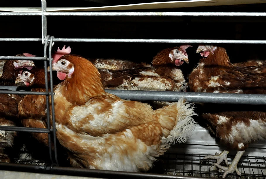 Tērvetē konstatēts Ņūkāslas slimības uzliesmojums mājputniem