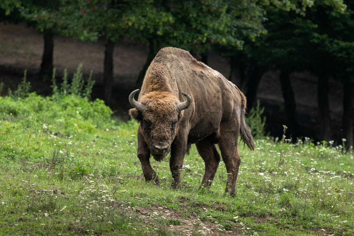 Jūrmalciema mežos pamanīts rets sumbru bars