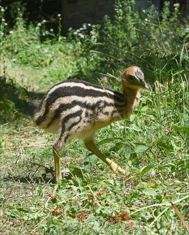 Rīgas zoodārzā izšķīlies rets dienvidu kazuāra cālis