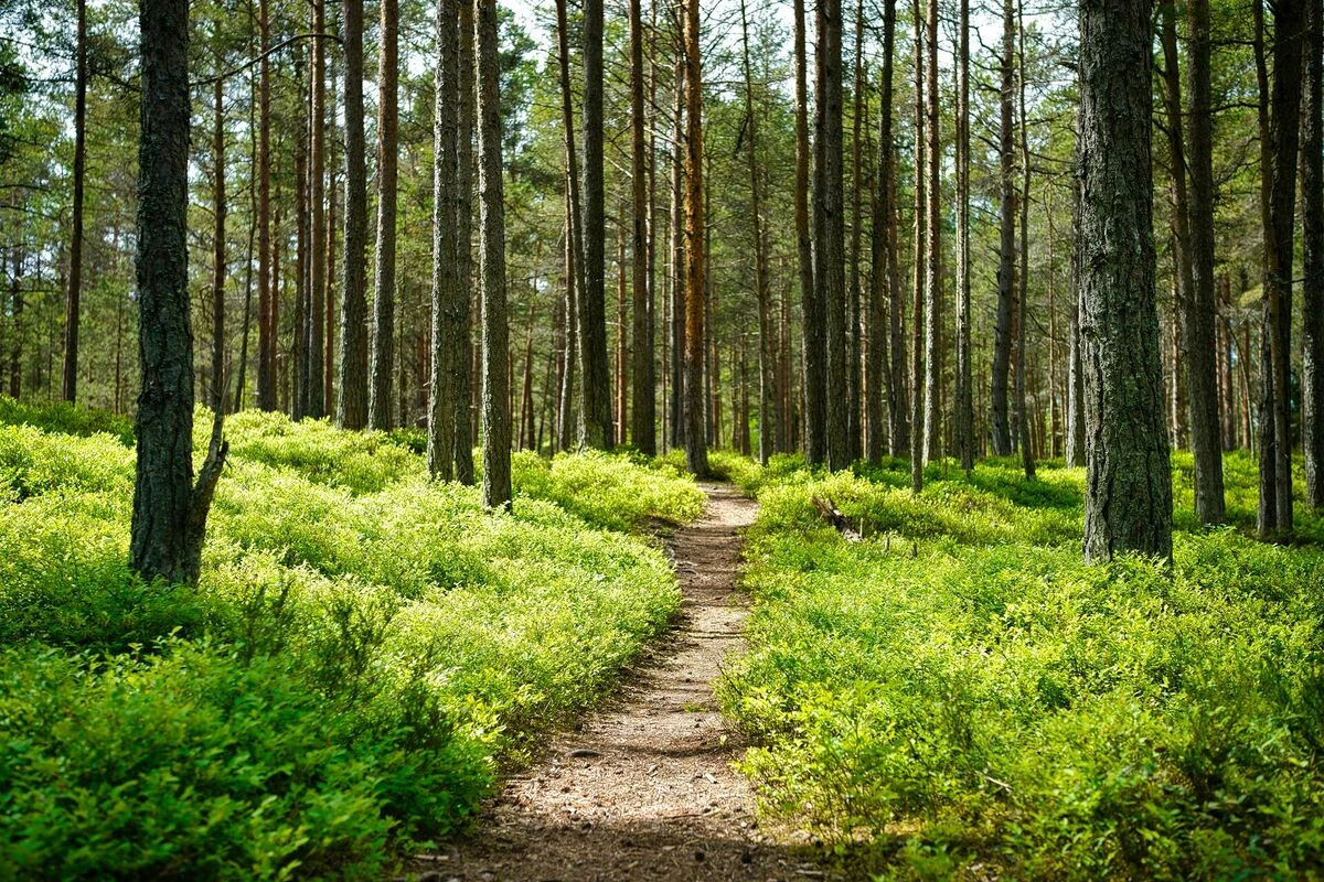 Latvijas valsts meži par 26 miljoniem eiro iegādājas mežus Latgalē