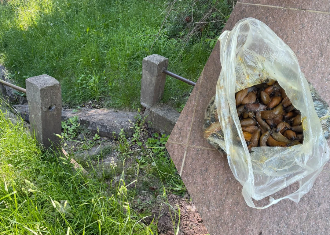 Jēkabpilī privātīpašums kļuvis par kailgliemežu perēkli
