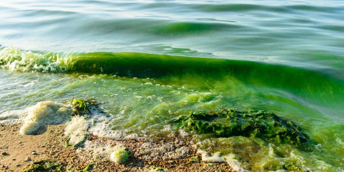В Огрском крае запретили купание на двух пляжах из-за водорослей
