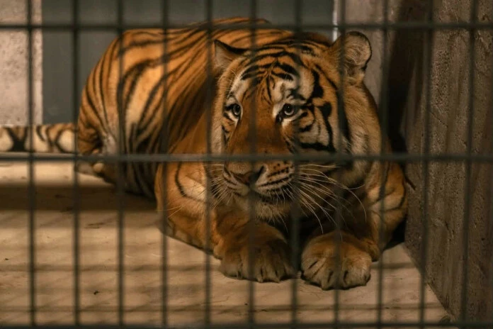 Siguldas zoodārzā atklāj jaunu mājvietu diviem Amūras tīģeriem