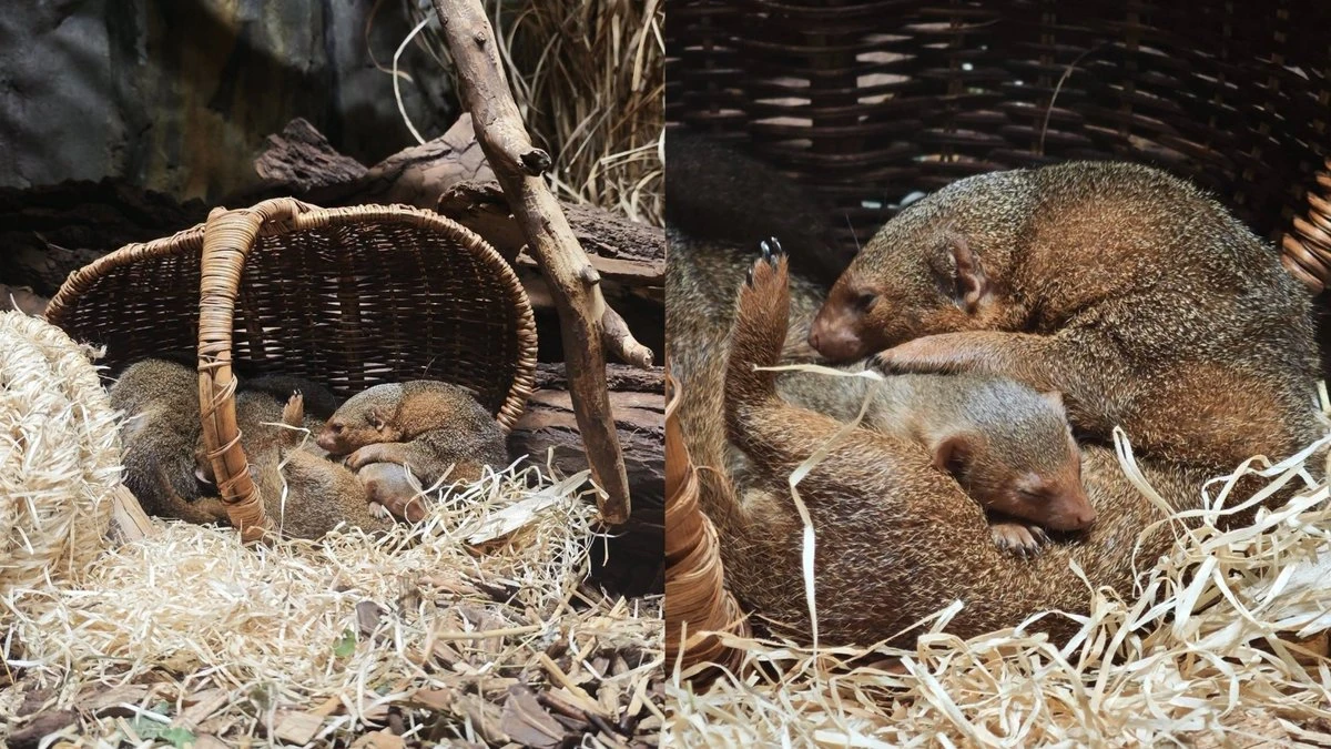 Rīgas zoodārza pundurmangustu saimē piedzimis mazulis