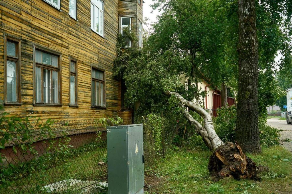 Житель Латвии чудом спасся от упавшего во время шторма дерева
