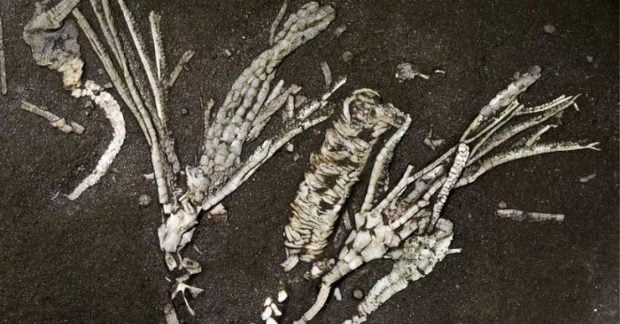 Древняя окаменелость морского существа возрастом 450 миллионов лет