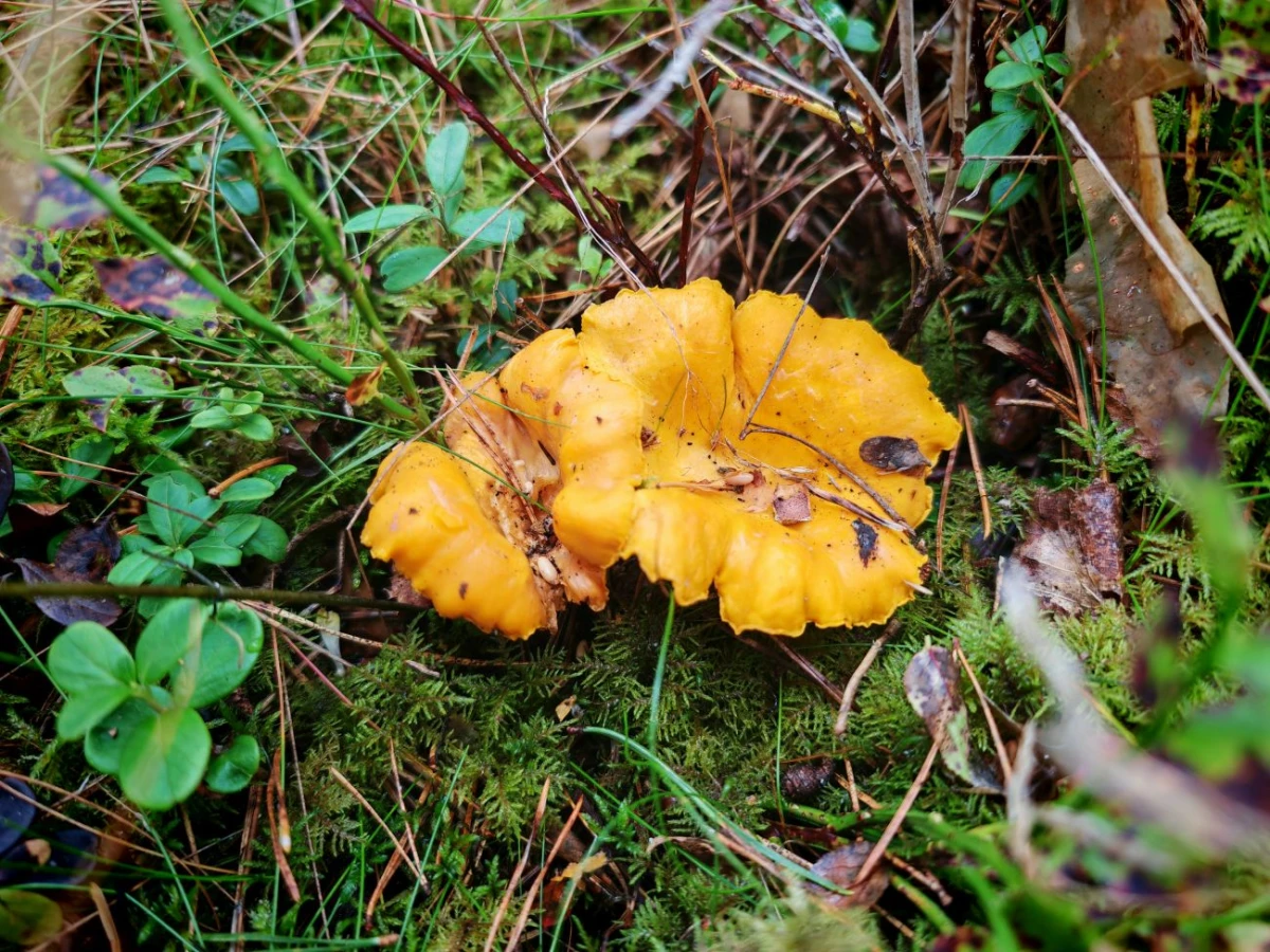 Kā pareizi sagatavot gailenes ziemai: šefpavāra Mārtiņa Sirmā padomi