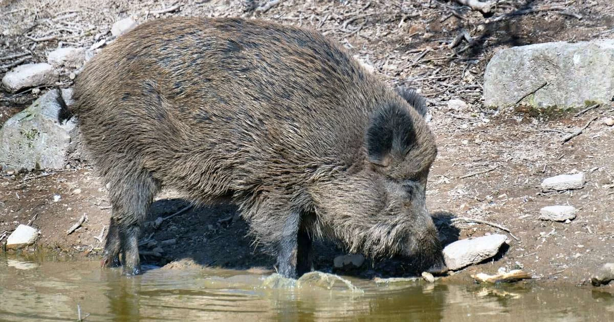 Āfrikas cūku mēris konstatēts vēl piecām mežacūkām
