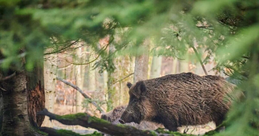 Āfrikas cūku mēris pagājušajā nedēļā konstatēts astoņām mežacūkām