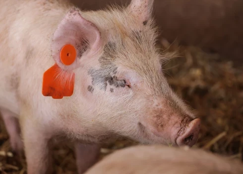 PVD konstatējis baktērijas cūkgaļā, cāļa gaļā un koriandrā