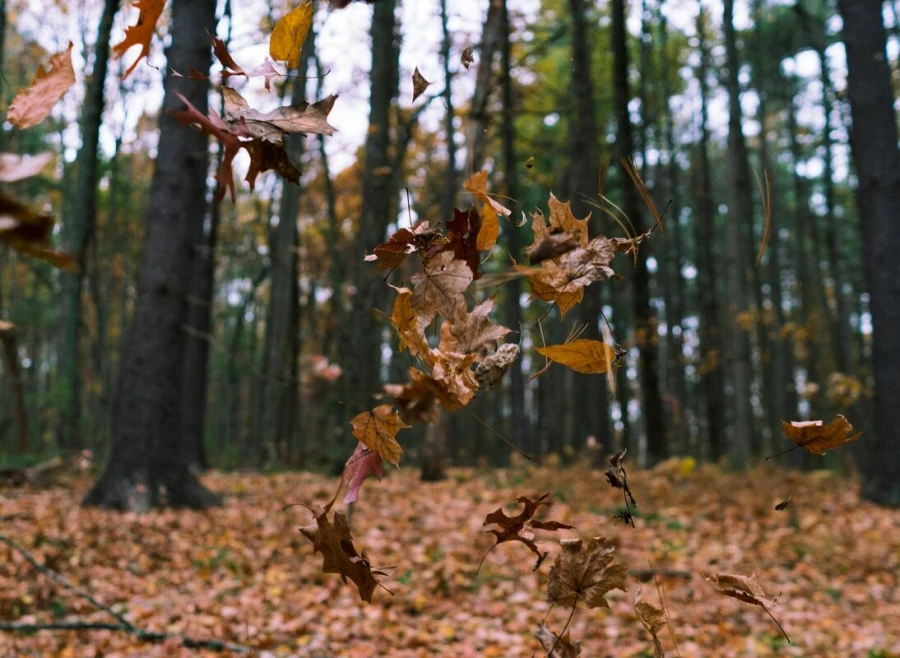 Piektdien Latvijā gaidāma pirmā rudens vētra