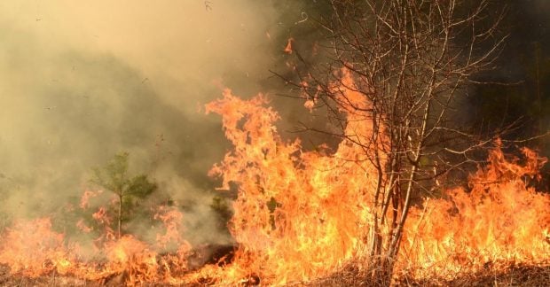 Лесные пожары угрожают новым регионам из-за изменения климата